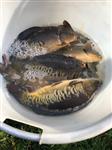 Spiegelkarper Uitzetting 4-11-2018 een groot succes!